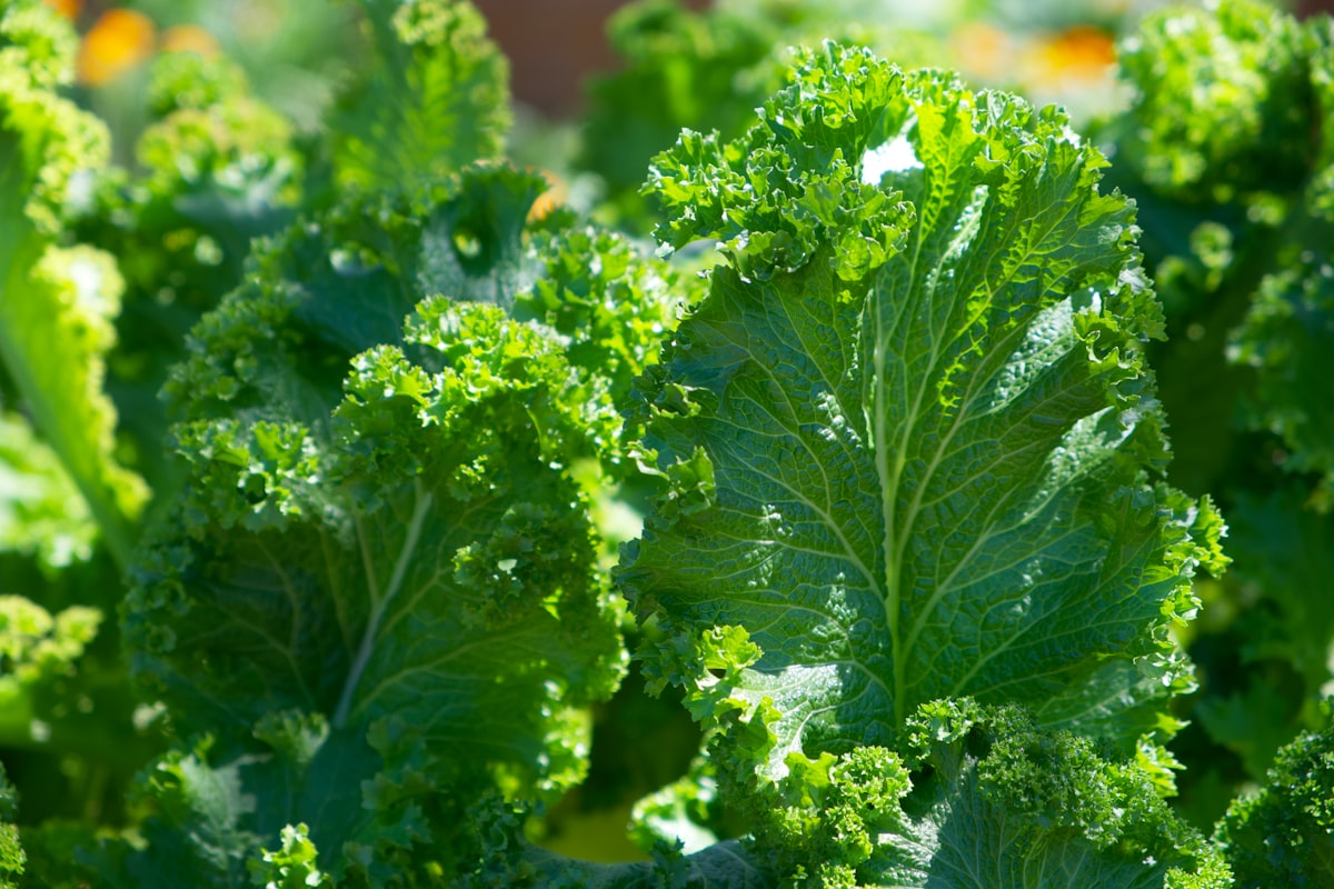 Agrumes et baies riches en vitamine C